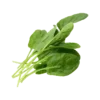 Arugula