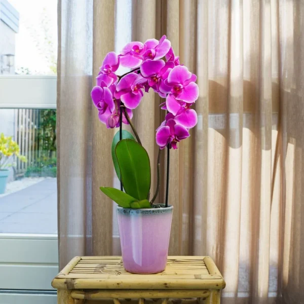 Orchid,Phalaenopsis Orchid