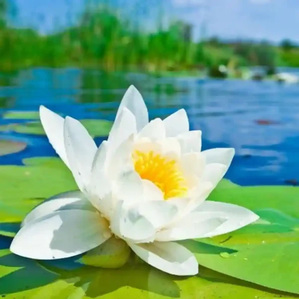 Water Lily,White Water Lily