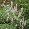 Cockscomb,Plume Cockscomb