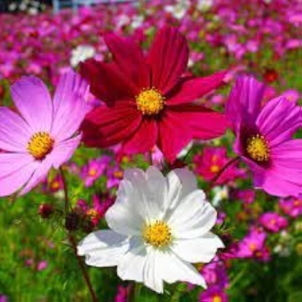 Cosmos,Pink Cosmos