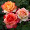 Rose,Hybrid Tea Rose