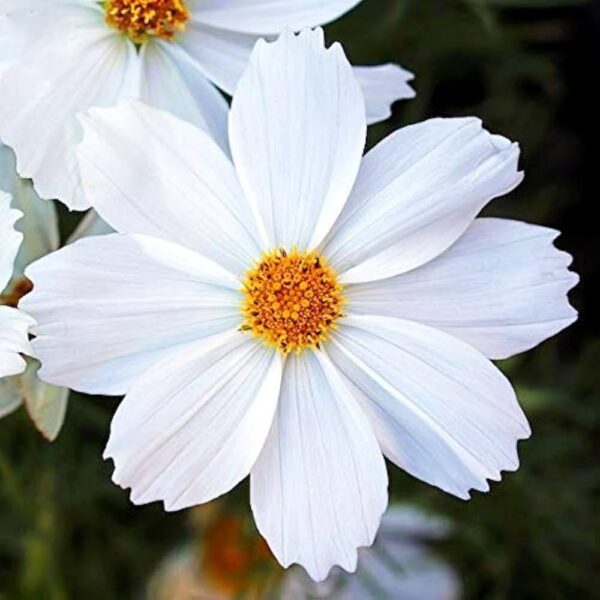 Cosmos,White Cosmos