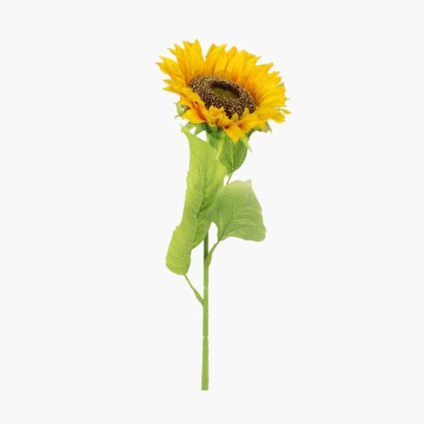 Sunflower,Single Stem Sunflower