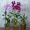 Orchid,Dendrobium Orchid