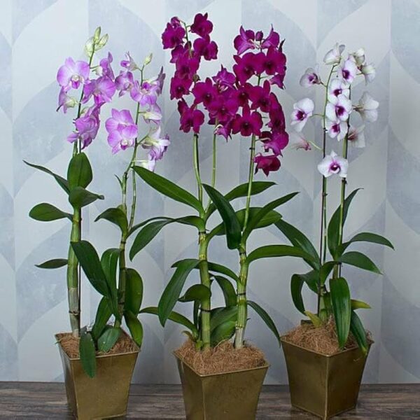 Orchid,Dendrobium Orchid