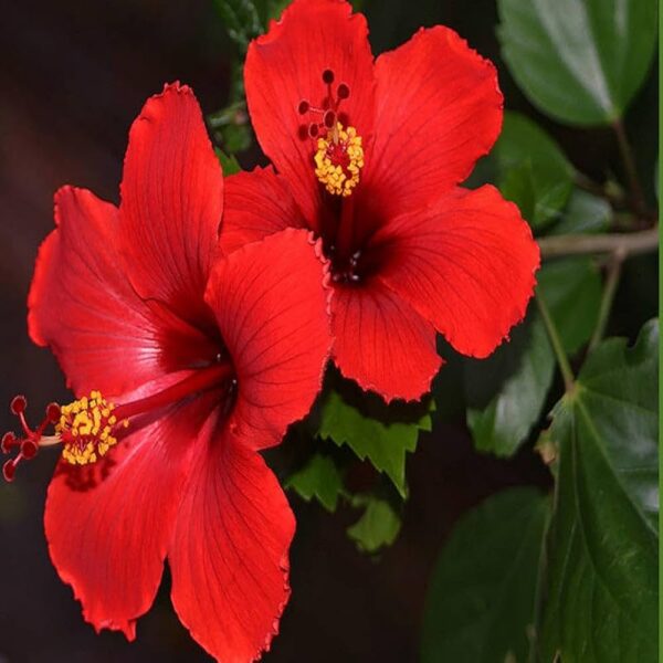 Hibiscus,Red Hibiscus