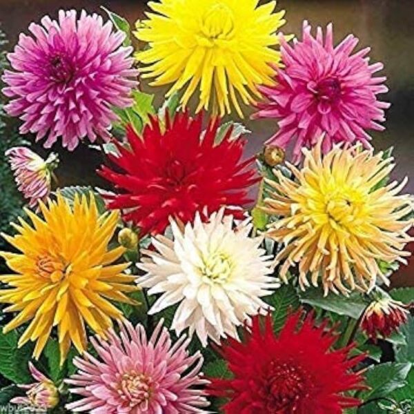 Dahlia,Cactus Dahlia