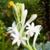 Tuberose,Single Tuberose