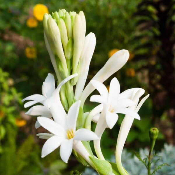 Tuberose,Single Tuberose