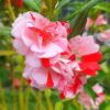Balsam,Double Balsam
