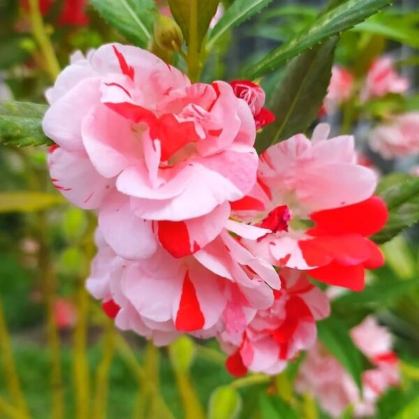 Balsam,Double Balsam