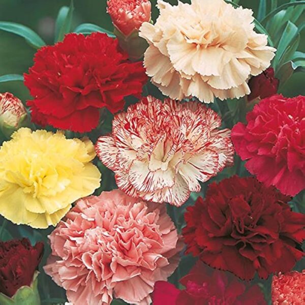 Carnation,Standard Carnation