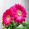 Gerbera,Pink Gerbera