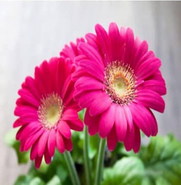 Gerbera,Pink Gerbera