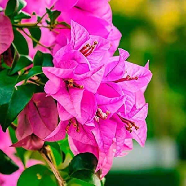 Bougainvillea,Pink Bougainvillea