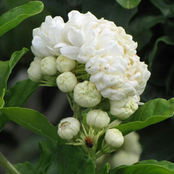 Jasmine,Mogra