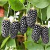 Blackberry