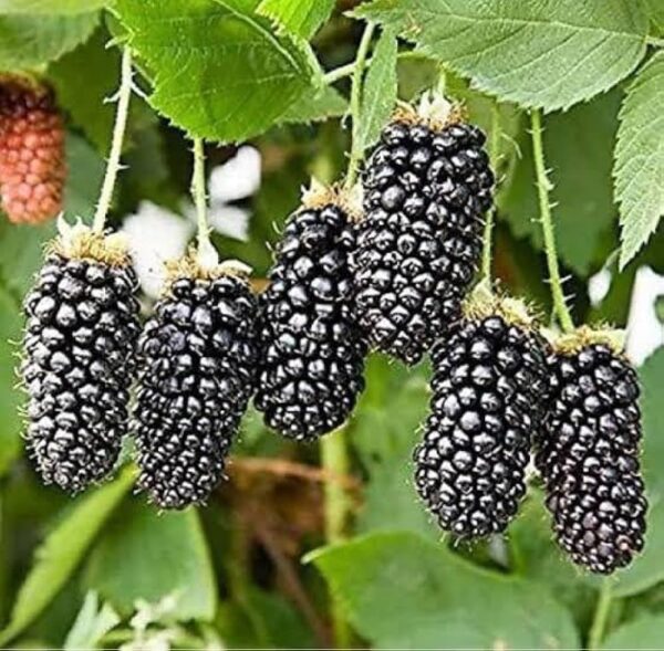 Blackberry