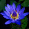 Water Lily,Blue Water Lily