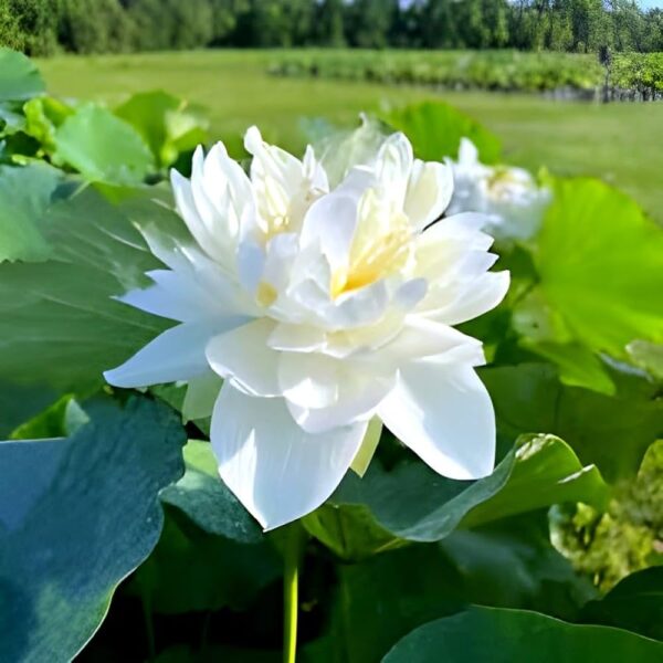 Lotus,White Lotus