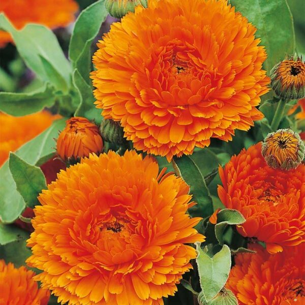 Calendula,Orange Calendula