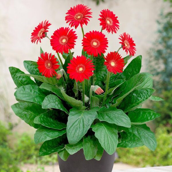 Gerbera,Red Gerbera
