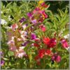 Balsam,Single Balsam