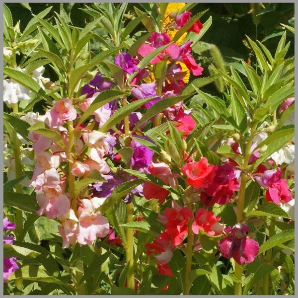 Balsam,Single Balsam