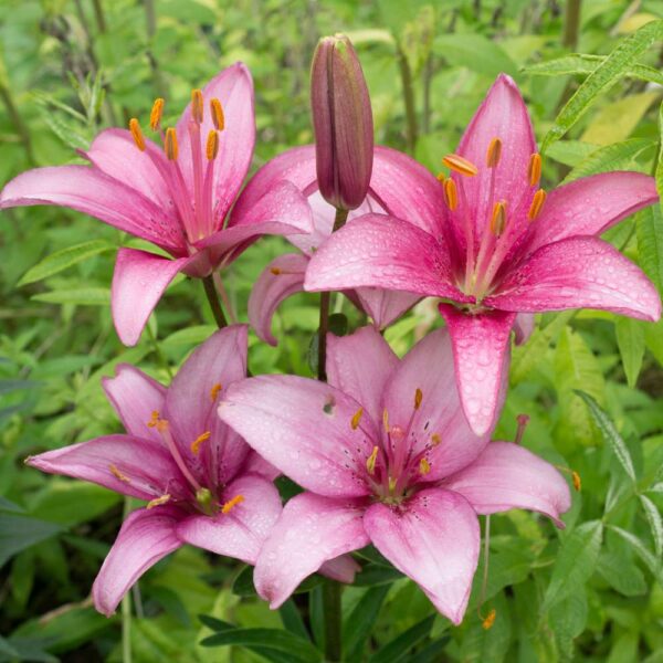 Lily,Asiatic Lily