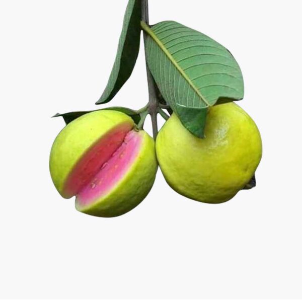 Guava,Lalit Guava