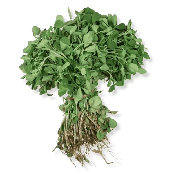 Fenugreek
