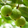 Guava,Arka Mridula Guava