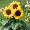 Sunflower,Branching Sunflower