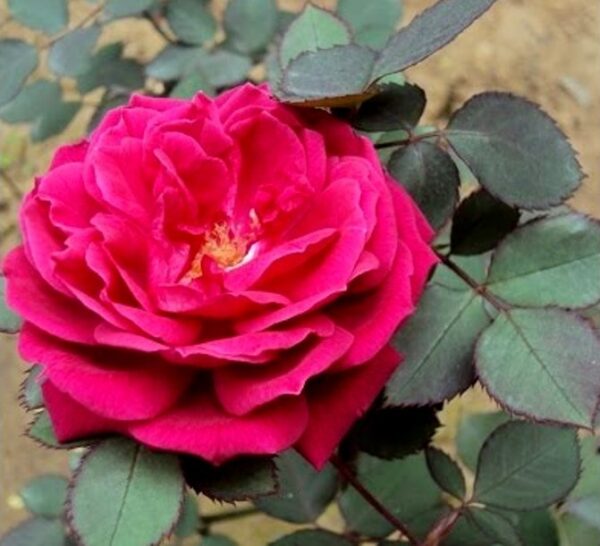 Rose,Desi Rose