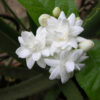 Jasmine,Chameli