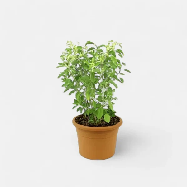Holy Tulsi