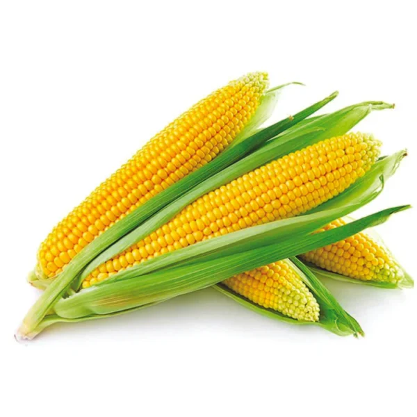 Corn / Maize – Makka
